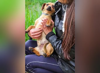 Bean, Chihuahua - Dackelmischling, geb. 2025, freundlich und verspielt