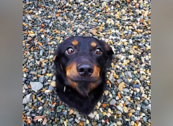 Turbo, Dackelmischling, geb. 2023, sehr lieb und anhänglich