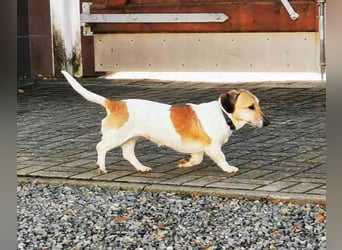 Peggy,Dackelmischling, geb. 2020, superliebe und verschmuste Hündin