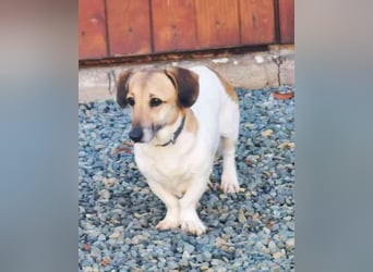 Peggy,Dackelmischling, geb. 2020, superliebe und verschmuste Hündin