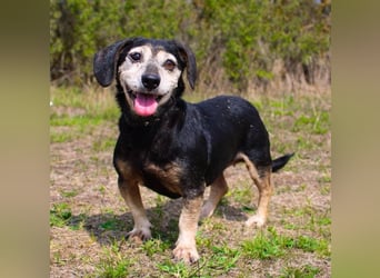 Bori, Dackel Beagle Mischling, geb. 2016, ein richtiger Goldschatz