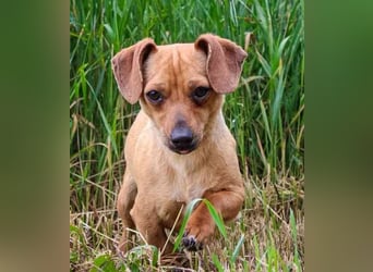 Bean, Chihuahua - Dackelmischling, geb. 2025, freundlich und verspielt