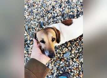 Peggy,Dackelmischling, geb. 2020, superliebe und verschmuste Hündin