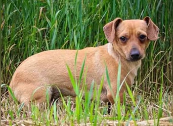 Bean, Chihuahua - Dackelmischling, geb. 2025, freundlich und verspielt