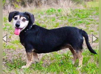 Bori, Dackel Beagle Mischling, geb. 2016, ein richtiger Goldschatz
