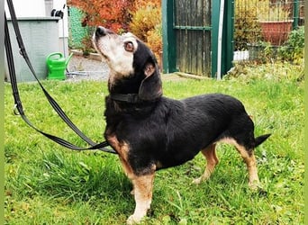 Bori, Dackel Beagle Mischling, geb. 2016, ein richtiger Goldschatz