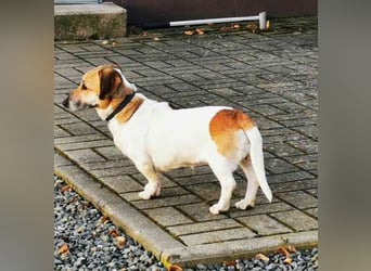 Peggy,Dackelmischling, geb. 2020, superliebe und verschmuste Hündin