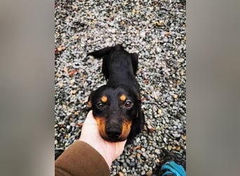 Turbo, Dackelmischling, geb. 2023, sehr lieb und anhänglich