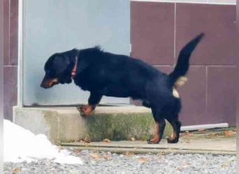 Turbo, Dackelmischling, geb. 2023, sehr lieb und anhänglich