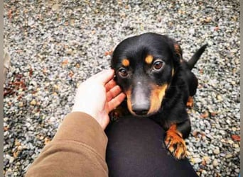 Turbo, Dackelmischling, geb. 2023, sehr lieb und anhänglich