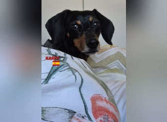 Harry,geb.01/15,Dackelrüde sucht seine Familie