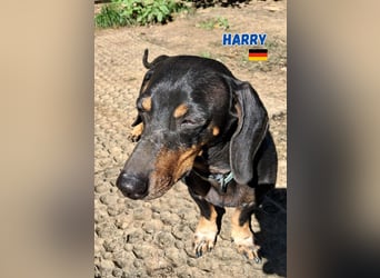 Harry,geb.01/15,Dackelrüde sucht seine Familie