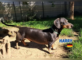 Harry,geb.01/15,Dackelrüde sucht seine Familie