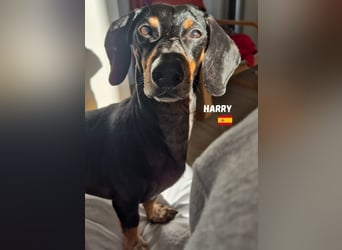 Harry,geb.01/15,Dackelrüde sucht seine Familie