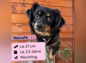 Nescafe
