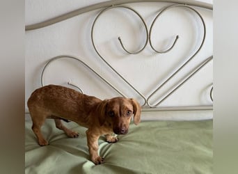 Ilse: Kleine Kämpferin sucht Geborgenheit Ilse: Kleine Kämpferin sucht Geborgenheit