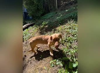 Ilse: Kleine Kämpferin sucht Geborgenheit Ilse: Kleine Kämpferin sucht Geborgenheit