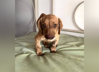 Ilse: Kleine Kämpferin sucht Geborgenheit Ilse: Kleine Kämpferin sucht Geborgenheit