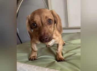 Ilse: Kleine Kämpferin sucht Geborgenheit Ilse: Kleine Kämpferin sucht Geborgenheit