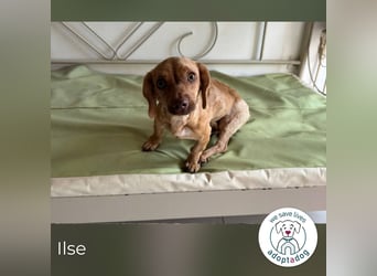 Ilse: Kleine Kämpferin sucht Geborgenheit Ilse: Kleine Kämpferin sucht Geborgenheit