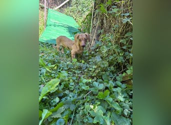 Ilse: Kleine Kämpferin sucht Geborgenheit Ilse: Kleine Kämpferin sucht Geborgenheit