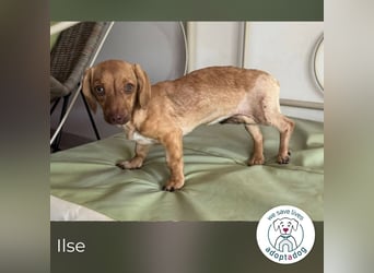 Ilse: Kleine Kämpferin sucht Geborgenheit Ilse: Kleine Kämpferin sucht Geborgenheit