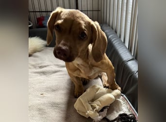 Ilse: Kleine Kämpferin sucht Geborgenheit Ilse: Kleine Kämpferin sucht Geborgenheit