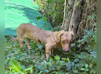 Ilse: Kleine Kämpferin sucht Geborgenheit Ilse: Kleine Kämpferin sucht Geborgenheit