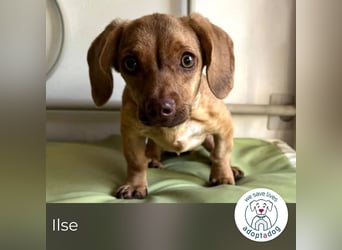 Ilse: Kleine Kämpferin sucht Geborgenheit Ilse: Kleine Kämpferin sucht Geborgenheit