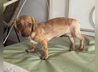 Ilse: Kleine Kämpferin sucht Geborgenheit Ilse: Kleine Kämpferin sucht Geborgenheit