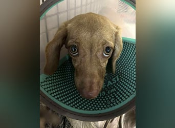 Ilse: Kleine Kämpferin sucht Geborgenheit Ilse: Kleine Kämpferin sucht Geborgenheit