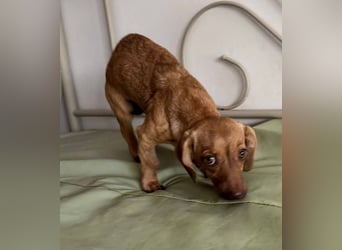 Ilse: Kleine Kämpferin sucht Geborgenheit Ilse: Kleine Kämpferin sucht Geborgenheit