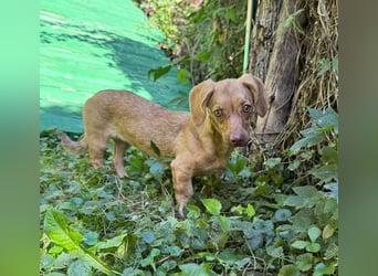Ilse: Kleine Kämpferin sucht Geborgenheit Ilse: Kleine Kämpferin sucht Geborgenheit