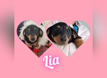 Der Winter in Rumänien ist soooo kalt, Dackelwelpe Mia möchte schnell aureisen