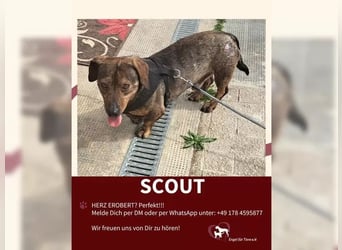 Scout sucht ein glückliches Zuhause