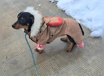 Der Winter in Rumänien ist soooo kalt, Dackelwelpe Mia möchte schnell aureisen