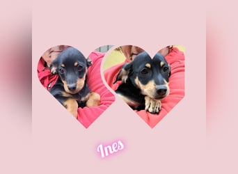 Kleinbleibendes Welpenmädel möchten Rumänien schnell verlassen