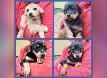 Kleinbleibende Welpen möchten Rumänien schnell verlassen