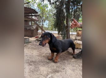 Hans hat so viel Liebe zu geben