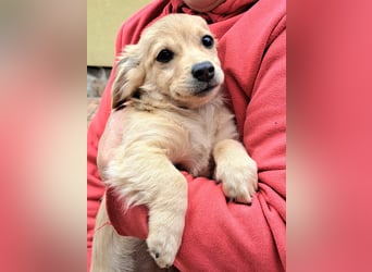 Kleinbleibende Welpen möchten Rumänien schnell verlassen