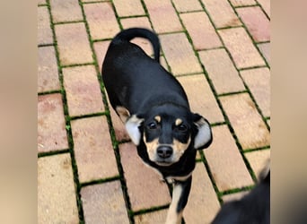 Kleinbleibendes Welpenmädel möchten Rumänien schnell verlassen