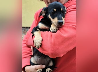 Kleinbleibendes Welpenmädel möchten Rumänien schnell verlassen