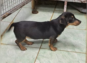 Der Winter in Rumänien ist soooo kalt, Dackelwelpe Mia möchte schnell aureisen