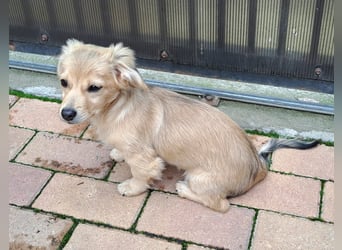 Kleinbleibende Welpen möchten Rumänien schnell verlassen