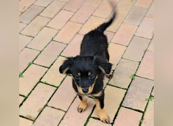 Kleinbleibende Welpen möchten Rumänien schnell verlassen