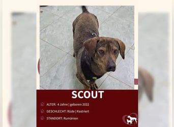 Scout sucht ein glückliches Zuhause