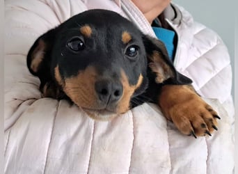 Der Winter in Rumänien ist soooo kalt, Dackelwelpe Mia möchte schnell aureisen