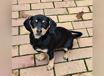 Kleinbleibendes Welpenmädel möchten Rumänien schnell verlassen