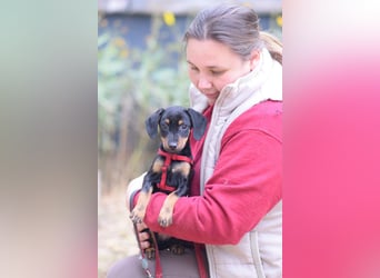 Rachel - liebes Hundemädchen das anfangs etwas vorsichtig ist