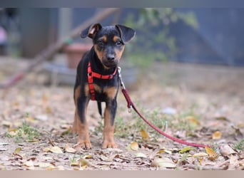Rocky - zarter Hundejunge, vorsichtig & etwas schüchtern